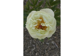 LEMON CHIFFON